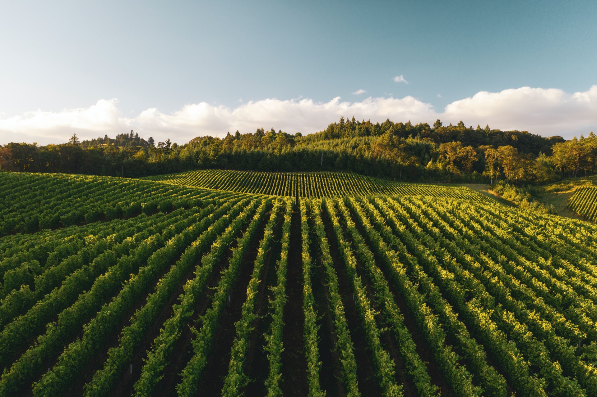 Scopri i vini italiani più premiati.
